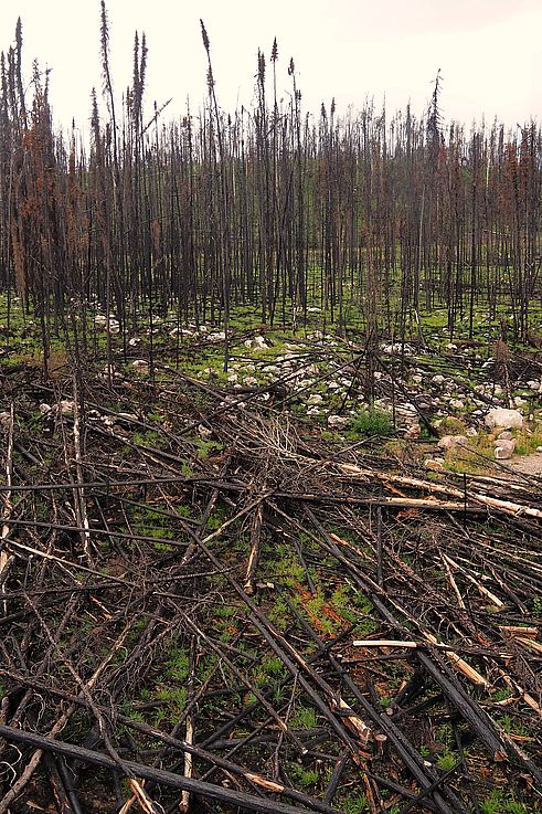 Repousse de la végétation dans une zone forestière brûlée du parc national Jasper.