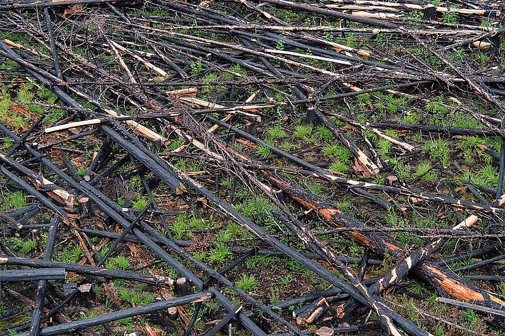 Repousse de végétation au milieu d'une forêt brûlée dans le parc national de Jasper.