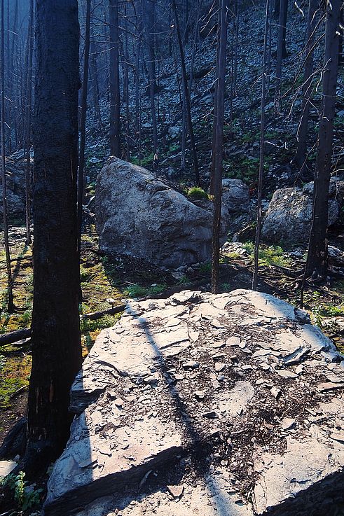 Forêt brûlée et rochers dans le parc national Jasper.