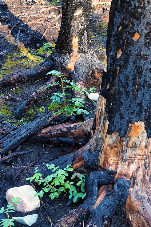Repousse de la végétation au pied d'arbres calcinés dans le parc national Jasper.