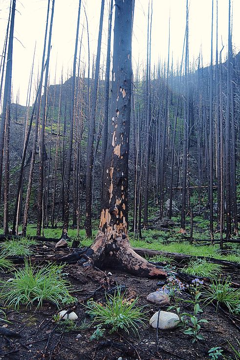 Repousse de la végétation au sein d'une forêt brûlée dans le parc national Jasper.