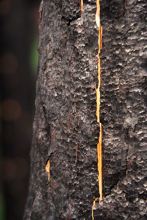 Écorce brûlée d'un arbre dans la région des 5 Lakes au parc national Jasper.