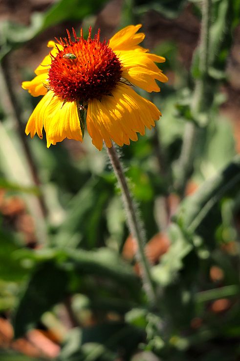 Insecte sur une fleur de gaillarde dans le parc national Jasper.