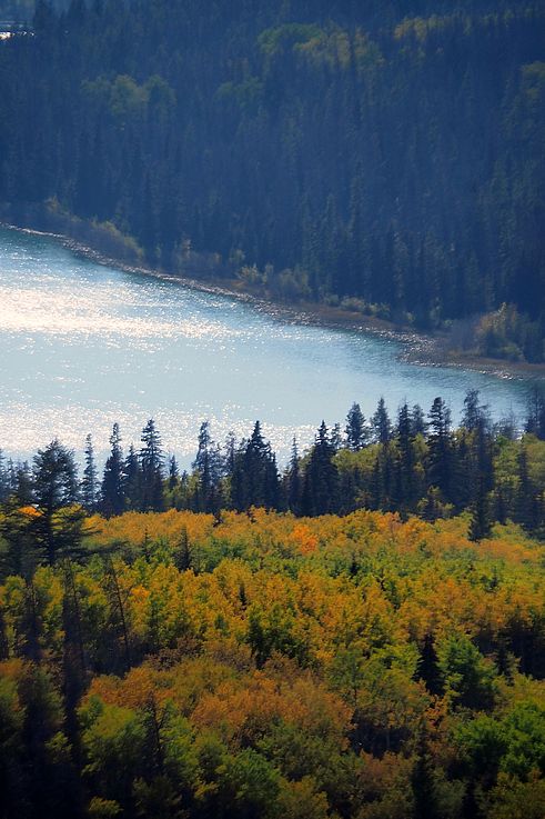 Forêt d'automne et rivière Athabasca dans le parc national Jasper.