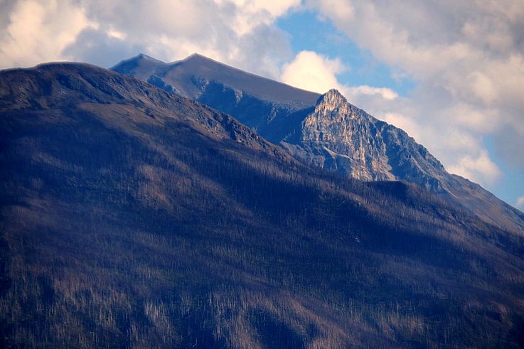 Forêt brûlée sur les contreforts du parc national Jasper.