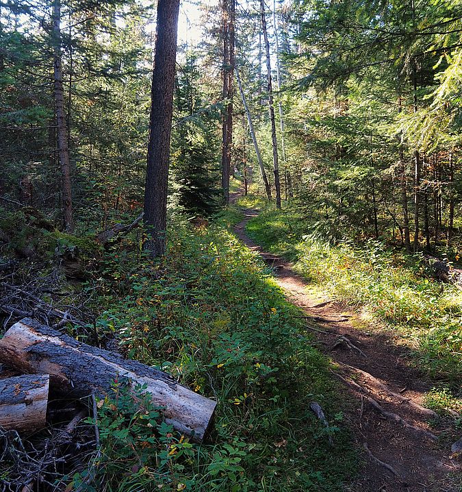 Sentier forestier dans le parc national Jasper.