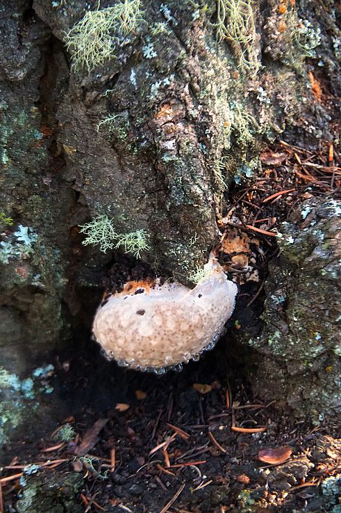 Polypore en phase de guttation sur l'écorce d'un arbre dans le parc national Jasper.