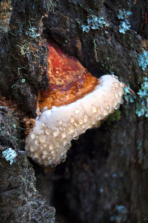 Polypore avec gouttes d'eau sur un tronc d'arbre dans le parc national Jasper.