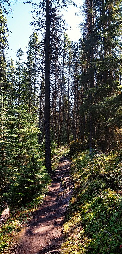 Sentier Shore Trail dans la forêt de conifères du parc national Jasper.