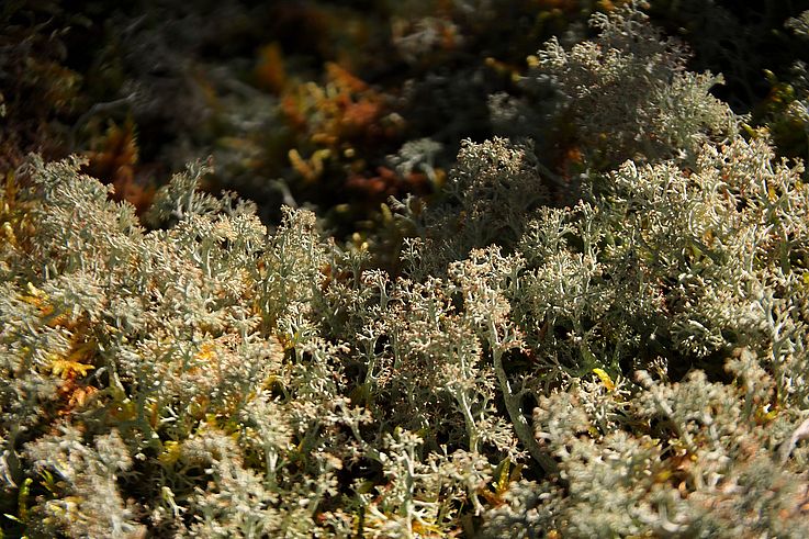 Lichen sur le Great Divide Trail, dans le parc national Jasper.