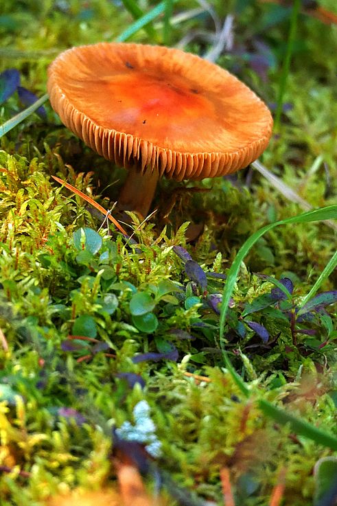 Champignon orange sur un tapis de mousse au parc national Jasper.