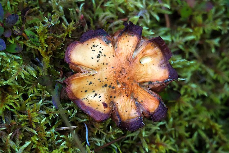 Champignon dans la mousse sur le Maligne Pass Trail, au sein du parc national Jasper.