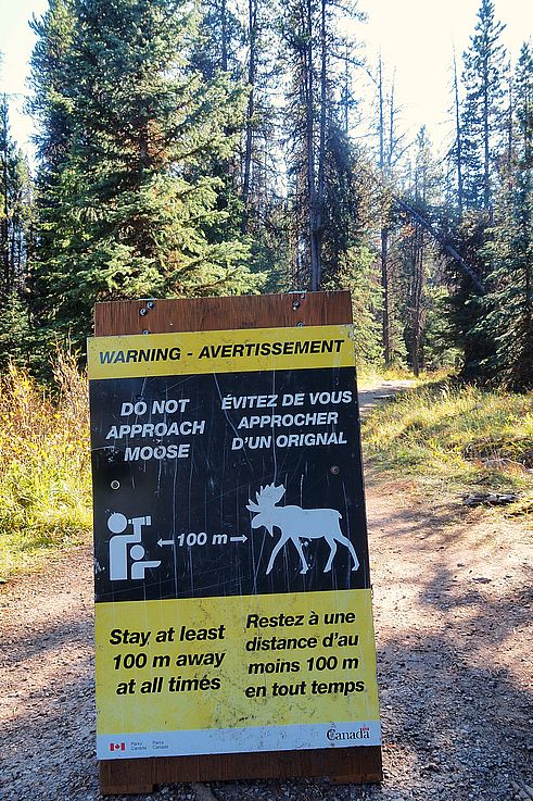 Panneau d'avertissement concernant les orignaux au parc national Jasper.