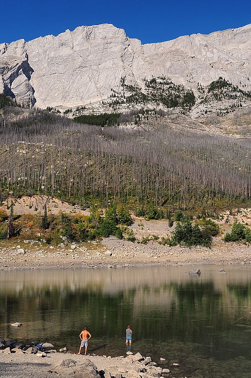 Forêt brûlée sur les rives du lac Medicine, dans le parc national Jasper.