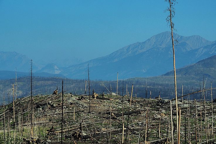 Paysage forestier calciné dans le parc national Jasper, avec les montagnes Rocheuses en arrière-plan.