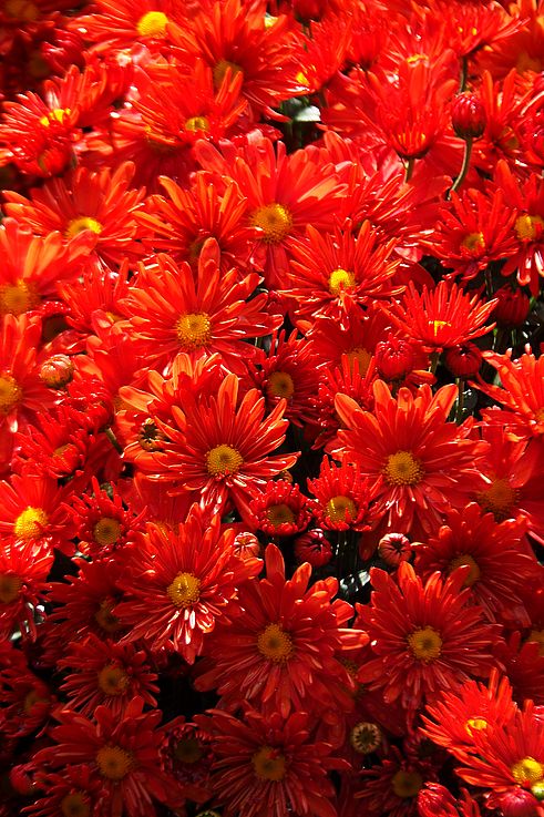 Close-up of red chrysanthemums at Butchart Gardens.