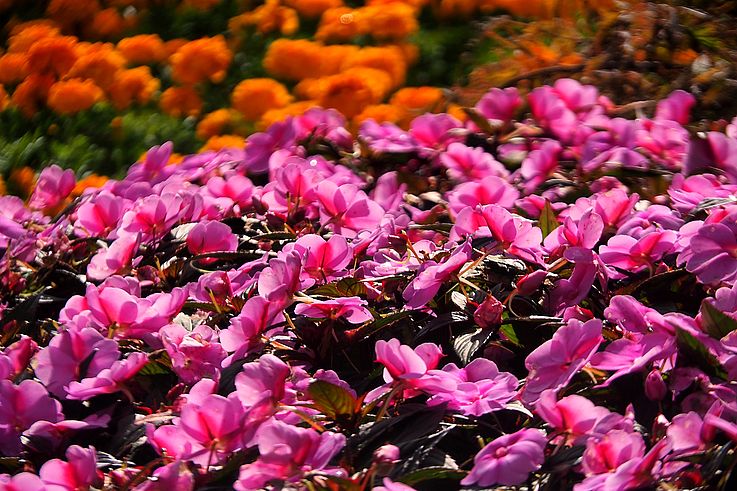 Pink impatiens and orange marigolds at Butchart Gardens.