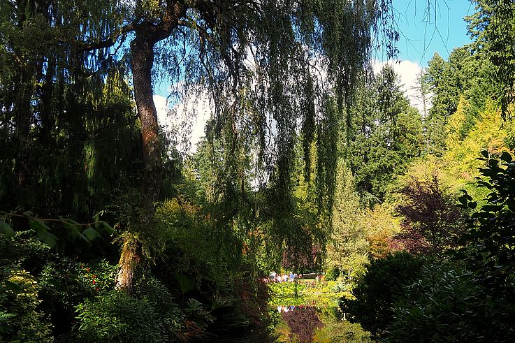 Weeping willow and reflections on the pond at Butchart Gardens.
