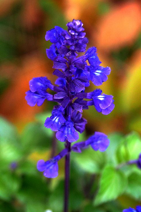 Blue sage flower at Butchart Gardens.