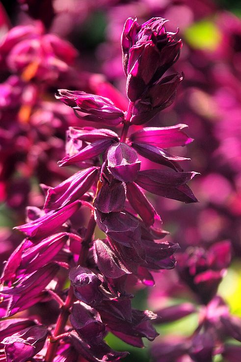 Backlit magenta flower at Butchart Gardens.