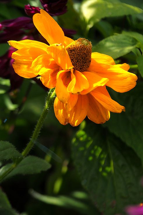 Orange flower at Butchart Gardens.