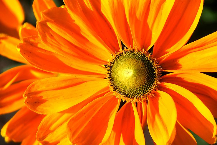 Rudbeckia flower at Butchart Gardens.