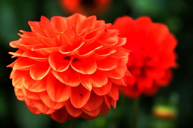 Orange dahlia at Butchart Gardens.