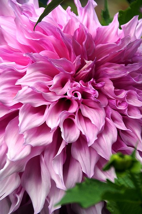 Macro of a pink dahlia flower at Butchart Gardens.