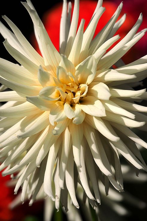 White cactus dahlia at Butchart Gardens.