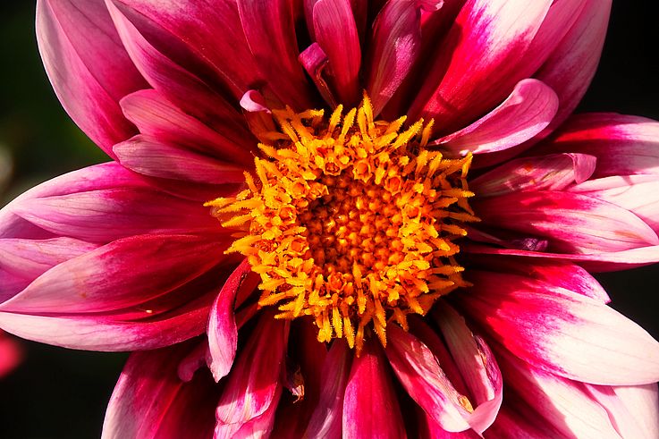 Pink and white dahlia with a yellow center at Butchart Gardens.