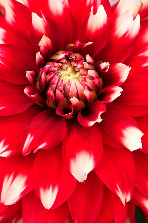 Red and white dahlia at Butchart Gardens.