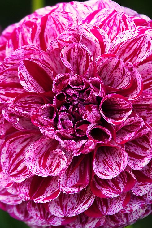 Pink and white dahlia at Butchart Gardens.