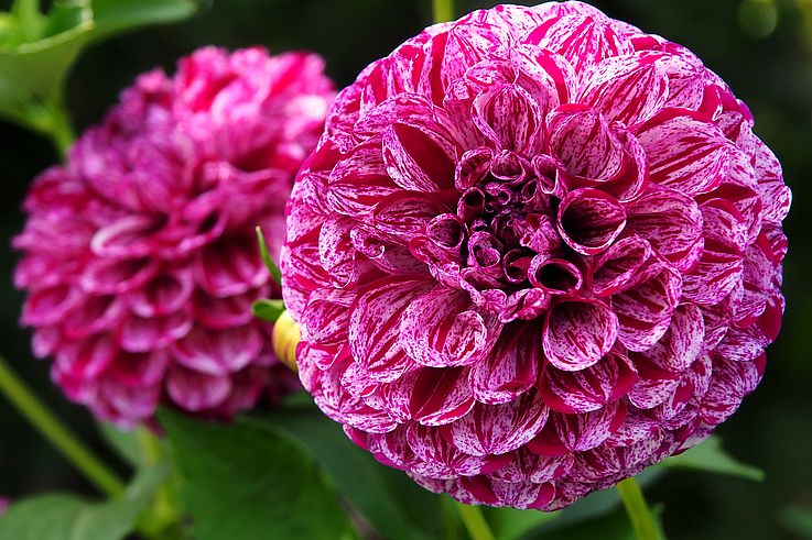 Bicolor pompon dahlia at Butchart Gardens.