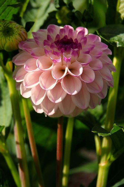 Pink and white dahlia in the Butchart Gardens.