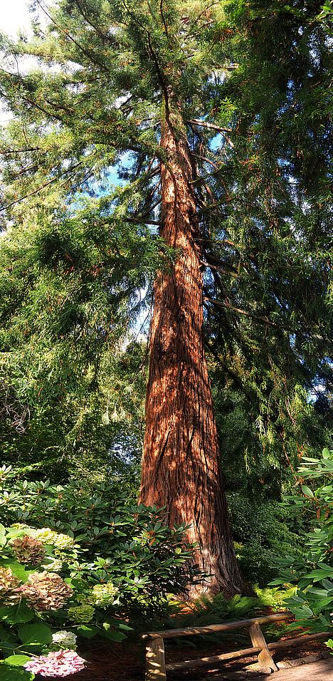 Giant sequoia in Butchart Gardens.