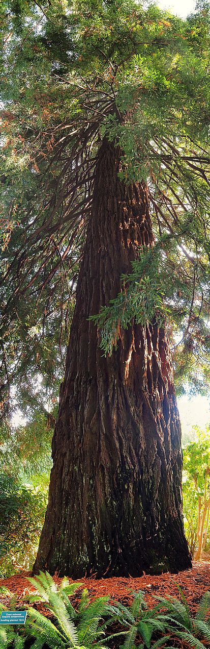Sequoia sempervirens planted in 1934 at Butchart Gardens.