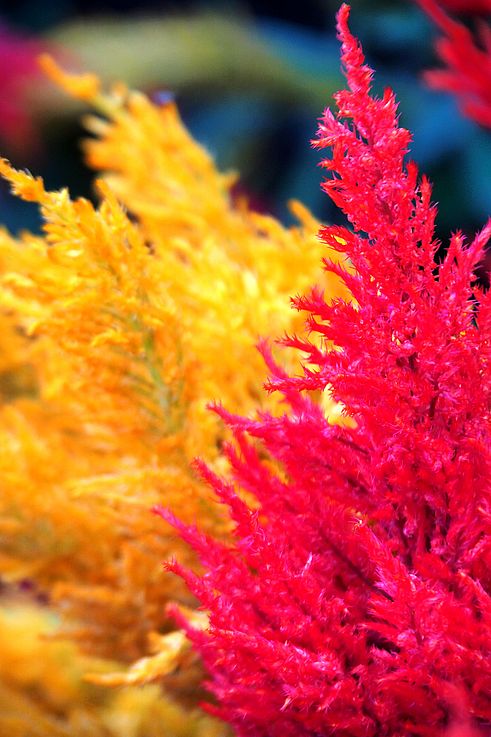 Feathered celosias in the Butchart Gardens.