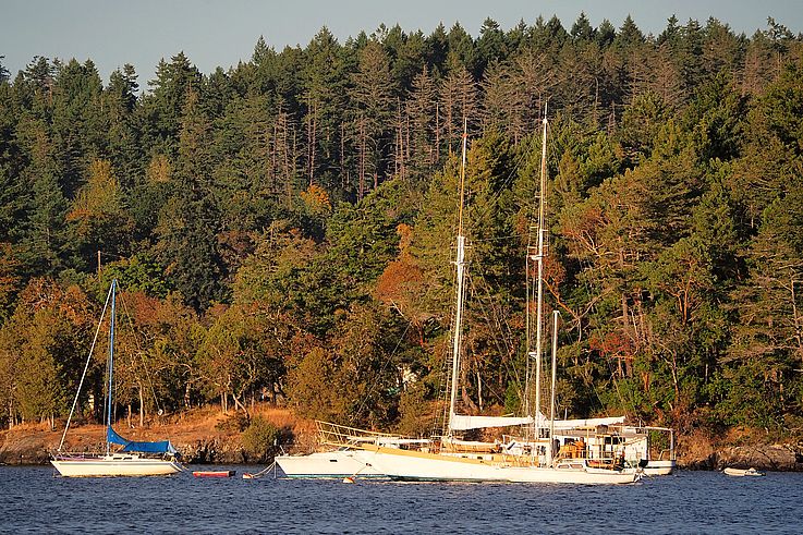 Sailboats at anchor facing the autumn forest of Willis Point.