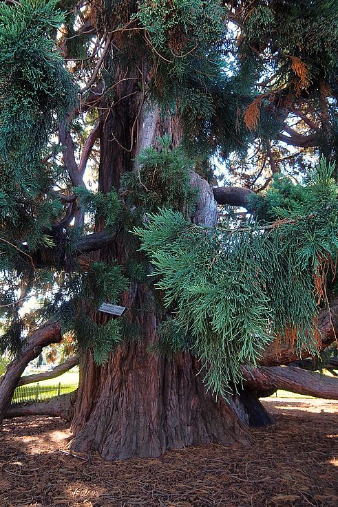 Giant sequoia in the Parliament gardens in Victoria.