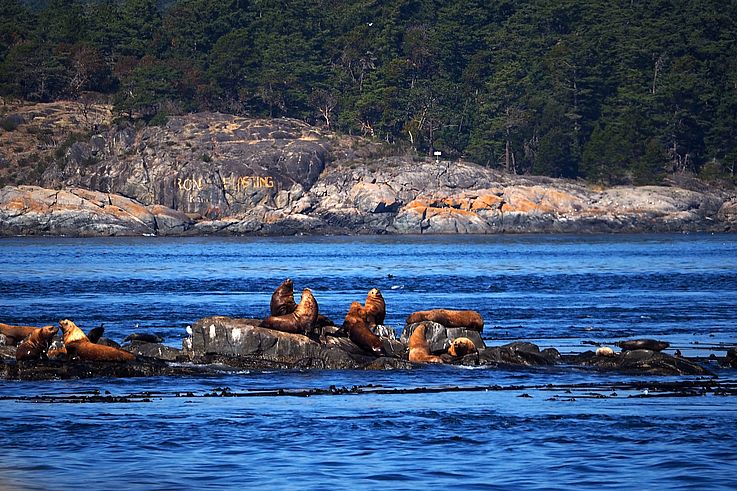 Sea lion colony resting on the rocks of Race Rocks.