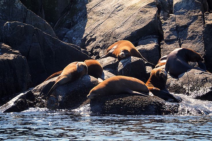 Sea lion colony on the rocks of Race Rocks.
