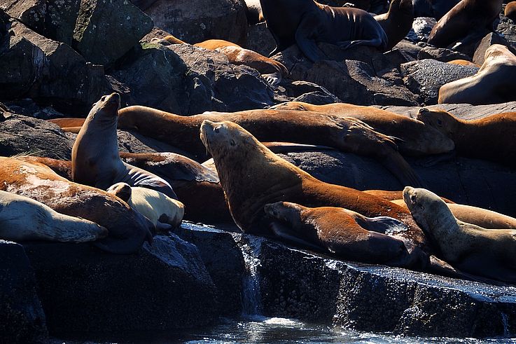 Steller sea lion colony sunbathing on the rocks of Race Rocks.
