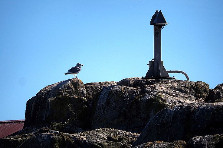 Seagull on a rock near a beacon at Race Rocks.