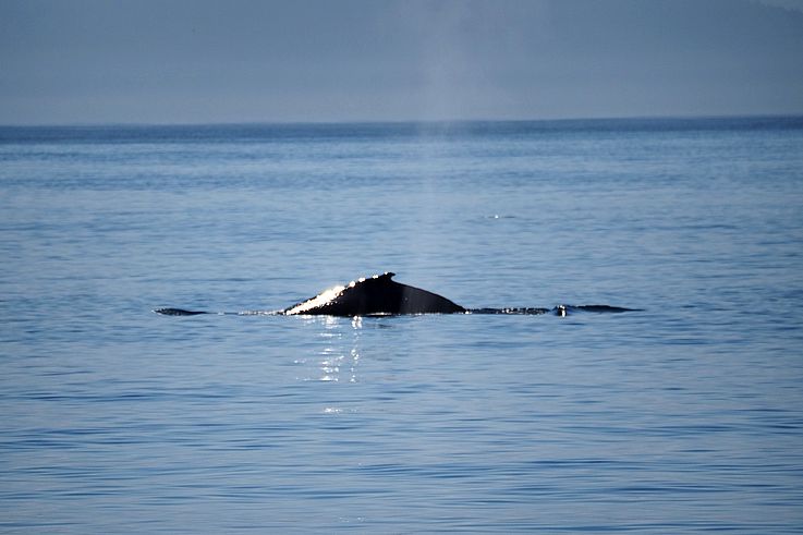 Back and blow of a humpback whale off the Strait of Juan de Fuca.