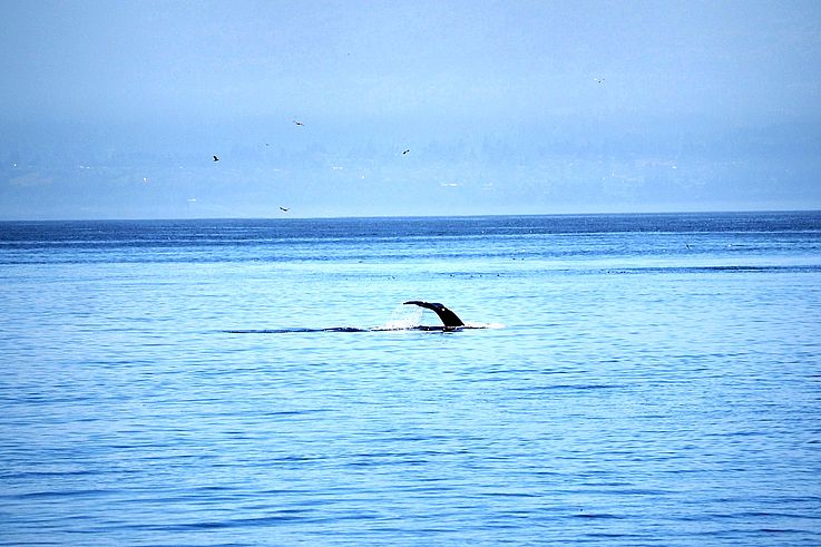Humpback whale tail in the Strait of Juan de Fuca.