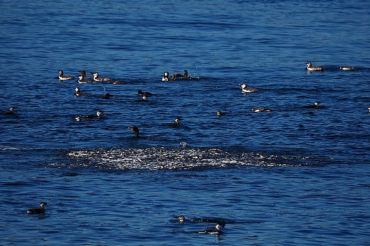Group of guillemots hunting in the Strait of Juan de Fuca.