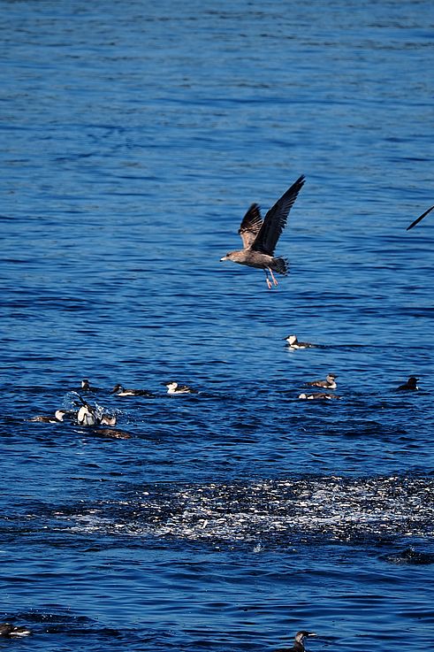 Seagull and guillemots feeding on a school of fish in the Strait of Juan de Fuca.