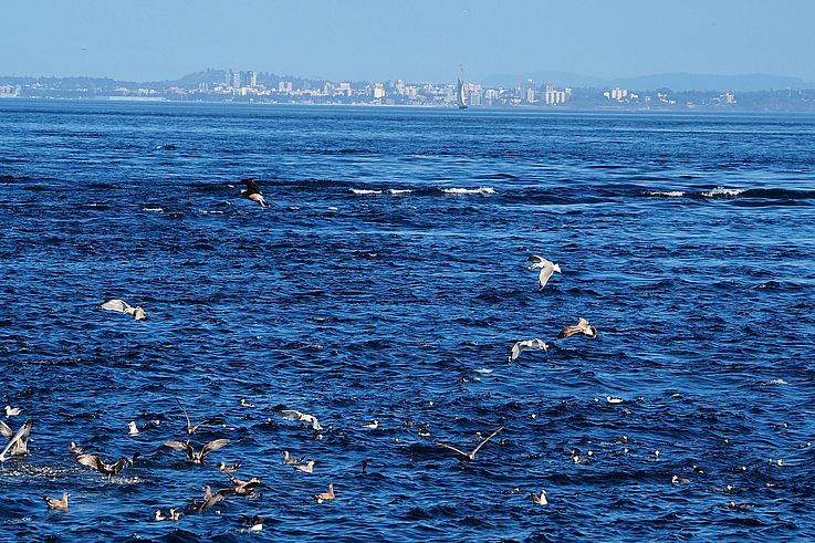 Seabirds off Metchosin with a view of the city of Victoria.