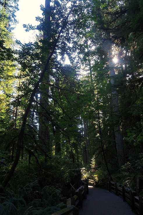 Sentier à travers la forêt ancienne de Cathedral Grove.