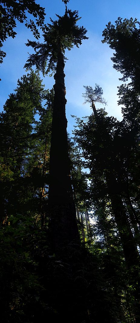 Douglas géant dans le parc provincial de Cathedral Grove.